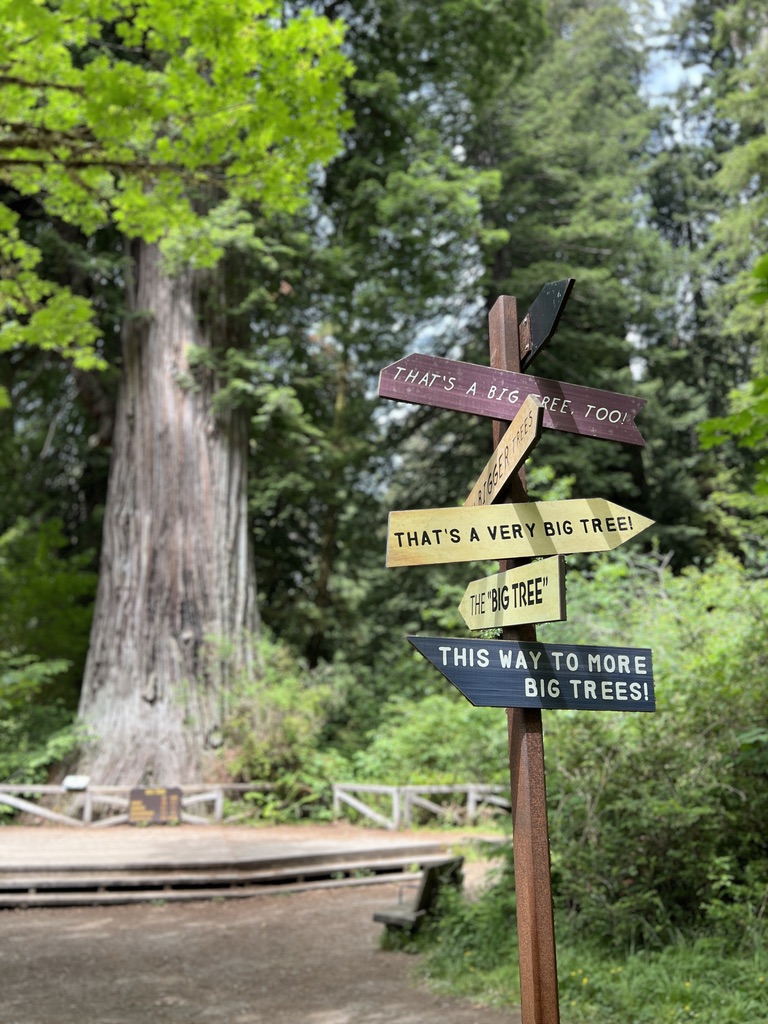 A whimsical wooden signpost in the Redwood forest with arrows reading 'That's a Big Tree Too!' and 'This Way to More Big Trees!' near a towering redwood on the Big Tree Wayside Trail