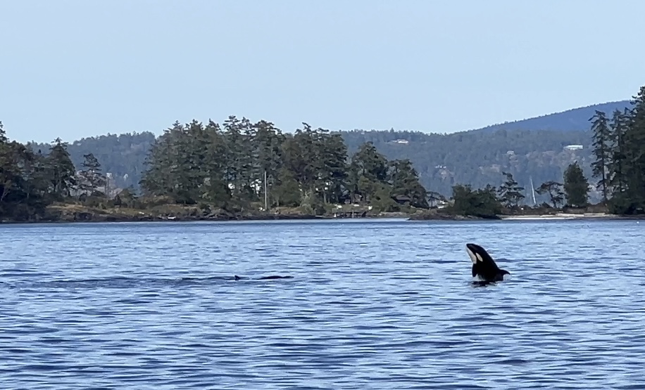 An orca whale breaching the water near a forested shoreline during a whale-watching tour in Puget Sound.