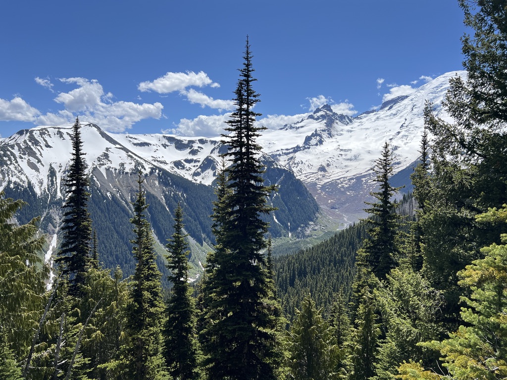 A view of Mount Rainier’s snow-covered slopes and surrounding forest, captured through tall evergreen trees under a bright blue sky.