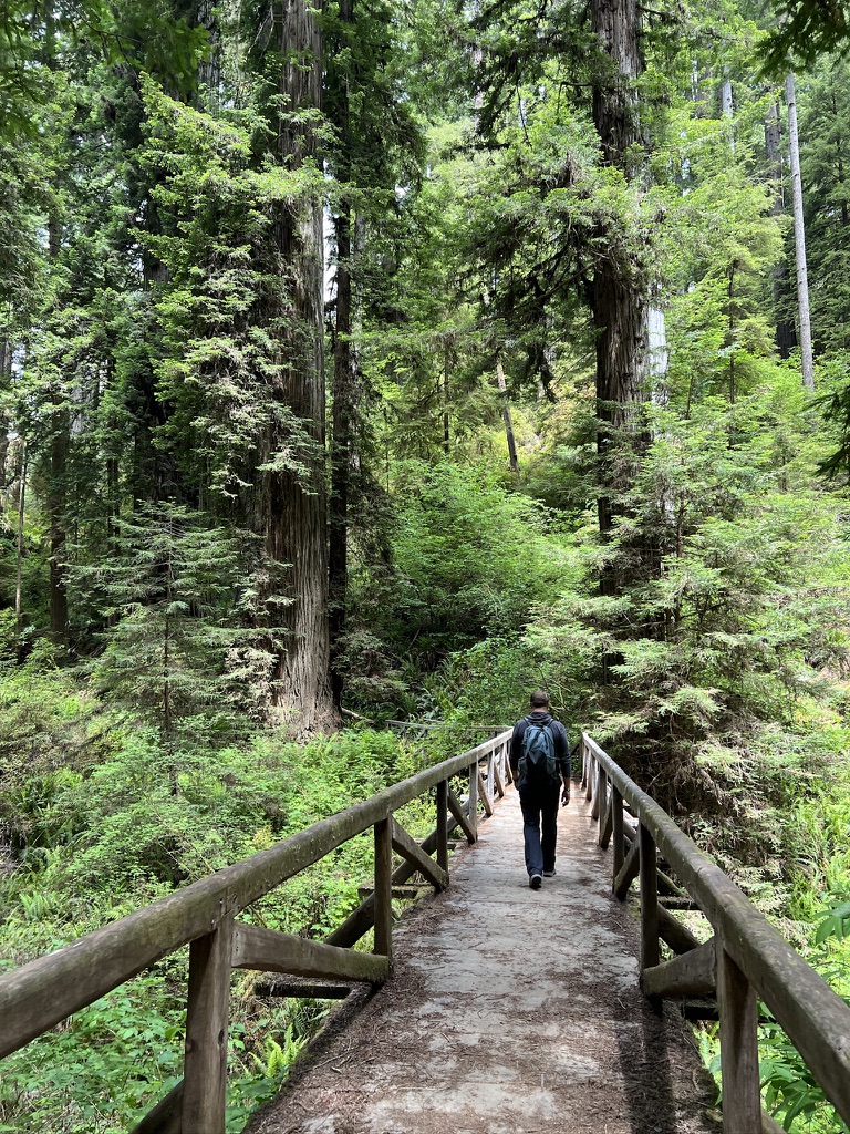 A hiker walking along a wooden bridge surrounded by towering redwood trees in a lush green forest at Redwood National Park.