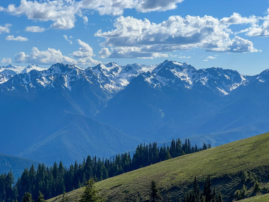 A panoramic view of the Olympic Mountains with snow-covered peaks, green forests, and clear skies from Hurricane Ridge.