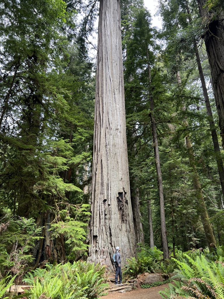 A hiker gazing up at one of the tallest redwood trees, surrounded by lush ferns and dense forest greenery.