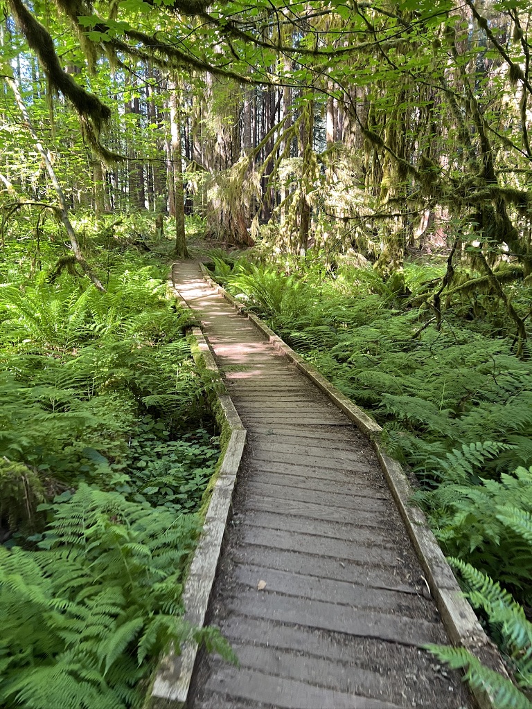 A wooden boardwalk winding through a lush forest filled with vibrant green ferns and moss-covered trees, bathed in dappled sunlight in Olympic National Park