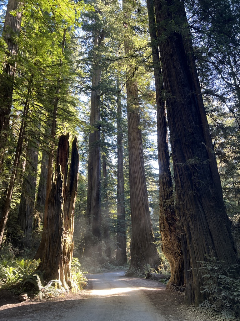 Sunlight streaming through the towering redwoods in a peaceful grove, with a dirt path winding through the forest floor at Redwood National Park.