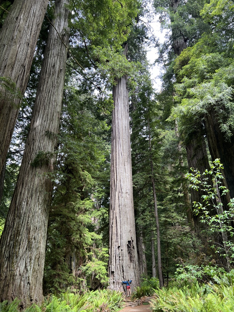 A person standing at the base of an enormous redwood tree, stretching their arms wide to show its towering height, surrounded by vibrant ferns and forest greenery.