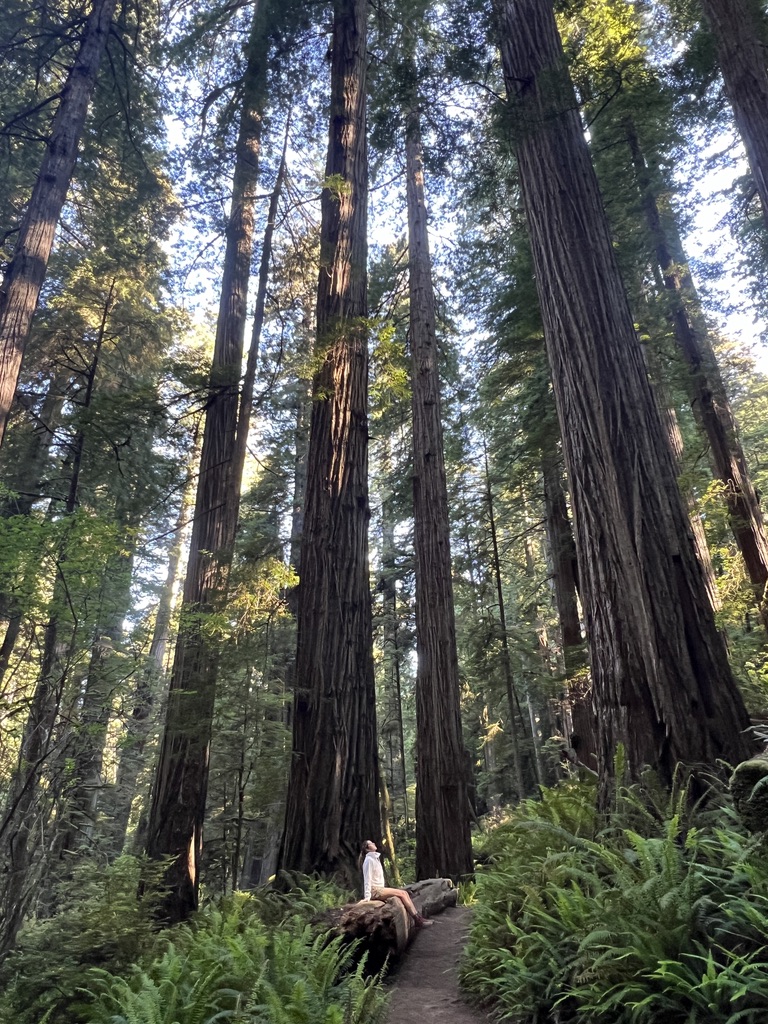 A person sitting on a fallen redwood log, gazing upward at the majestic, towering redwoods surrounded by vibrant green ferns in the forest.