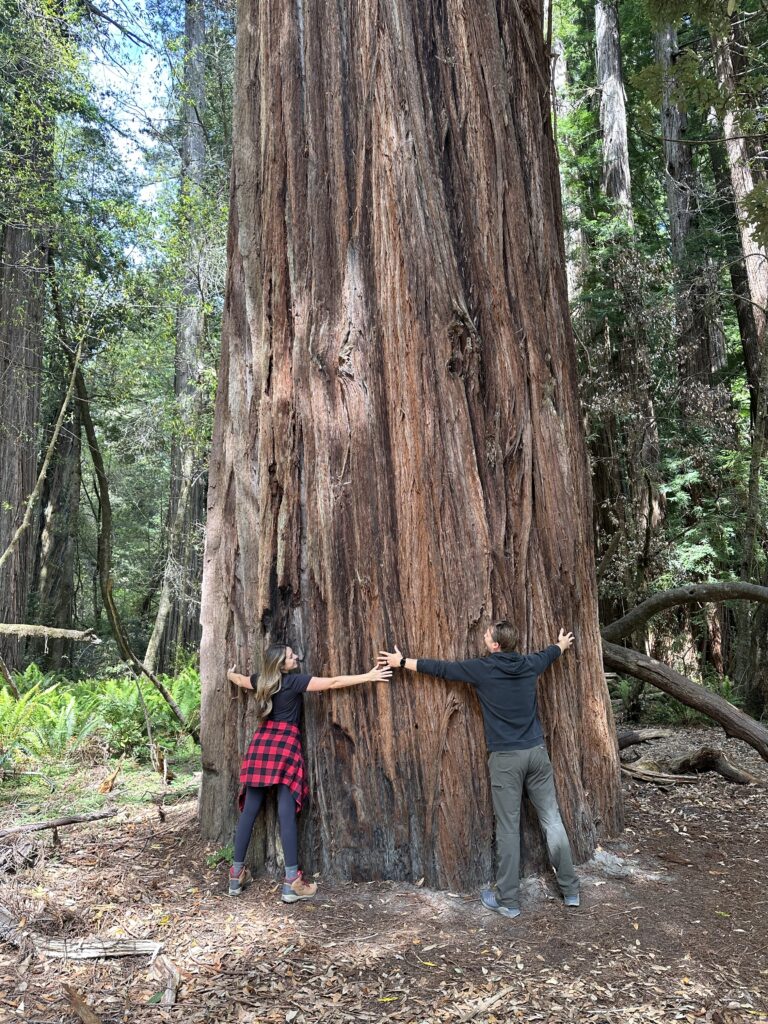 Two people stretching their arms to embrace the massive trunk of a towering redwood tree, surrounded by the lush forest floor in Redwood National Park.