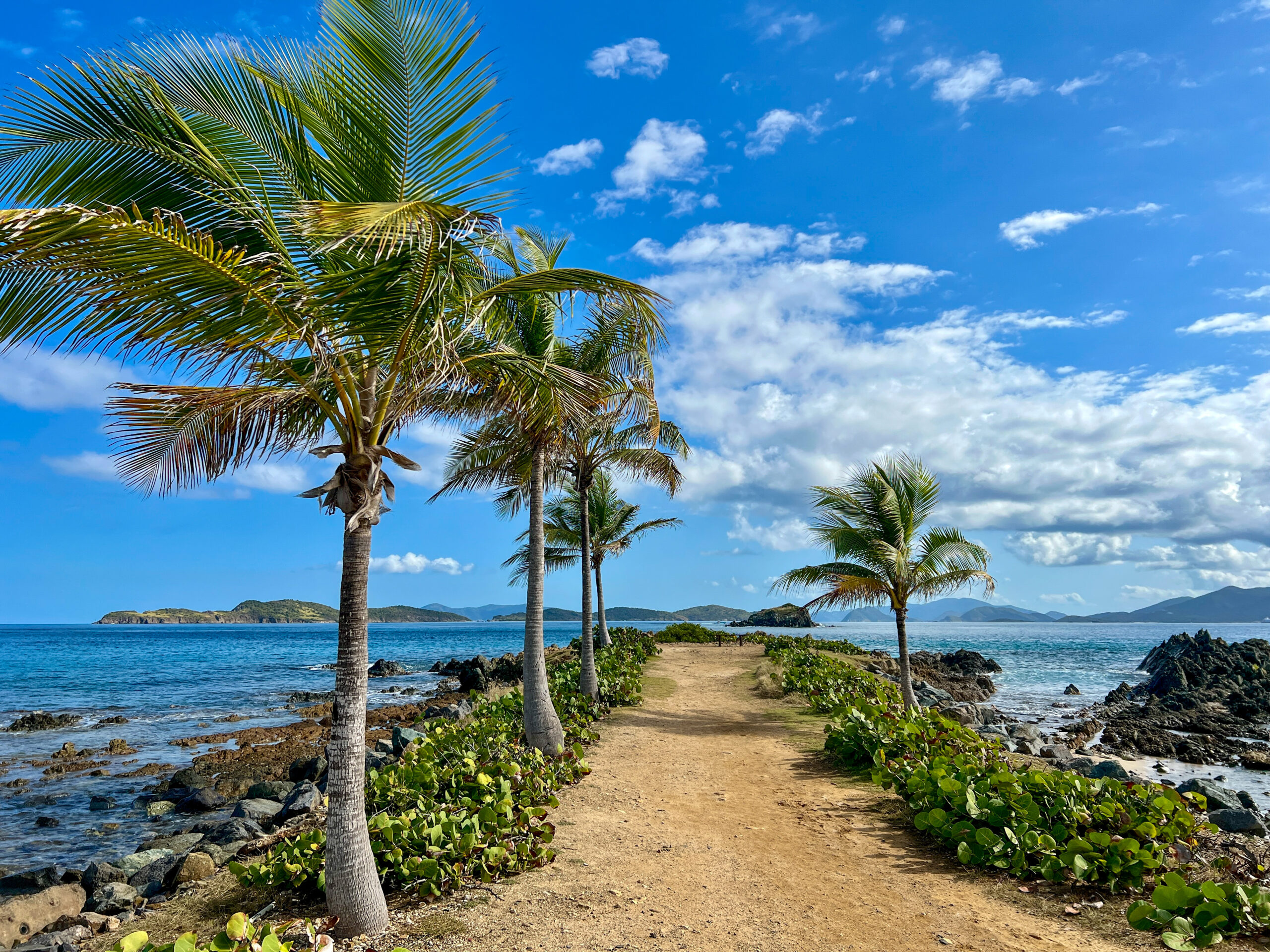 Scenic tropical path lined with palm trees, surrounded by rocky shores and turquoise ocean waves