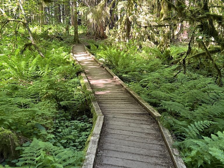 A wooden boardwalk winding through a lush green rainforest, surrounded by towering moss-covered trees and vibrant ferns.